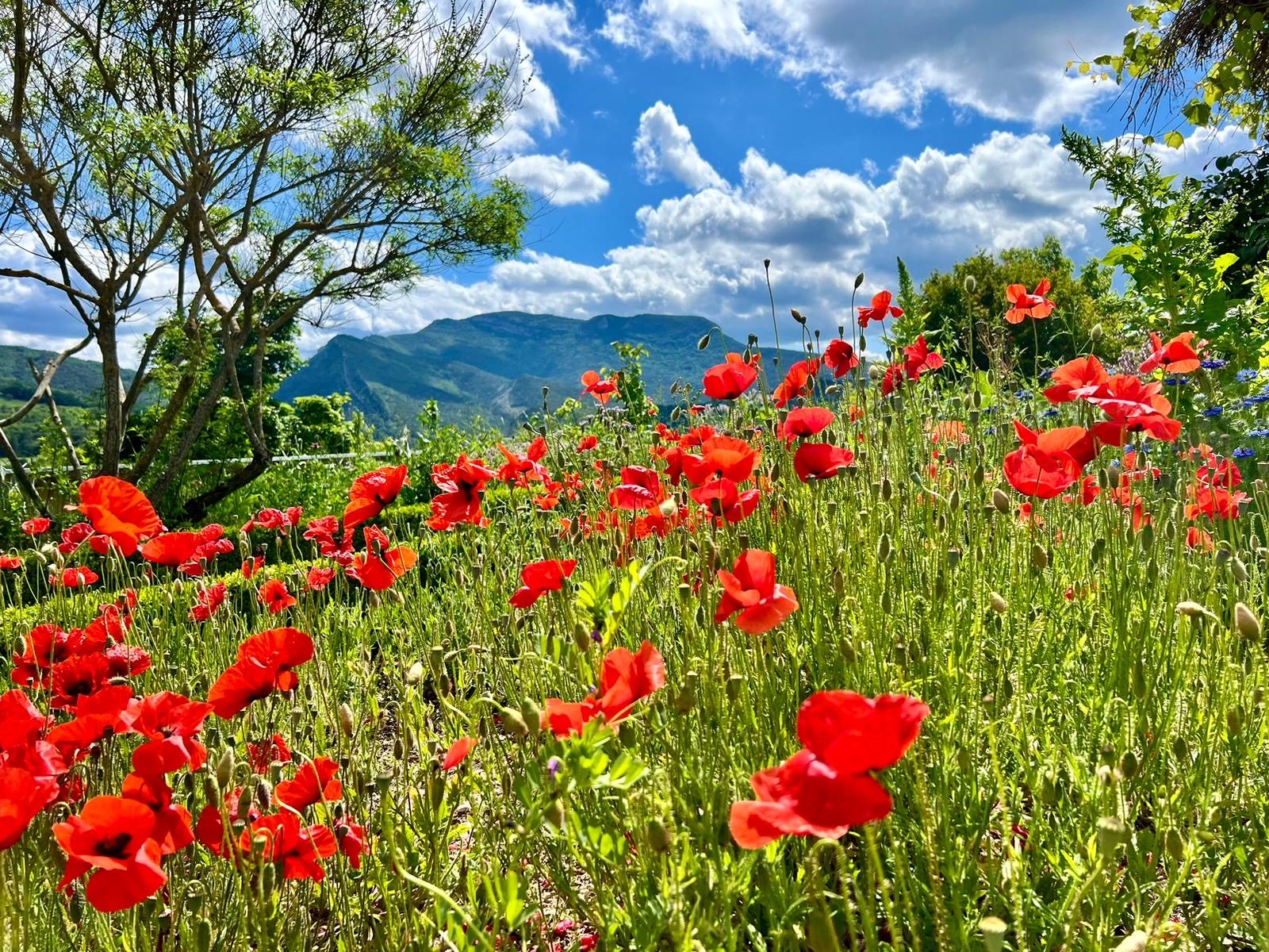 De la santé des sols à la santé humaine - L'Académie du Climat